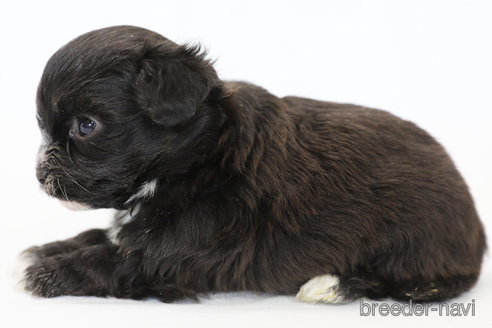 成約済の神奈川県のミックス犬-301726の5枚目